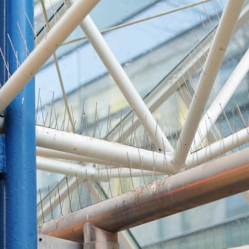 Anti-Bird Nets / Bird Spikes